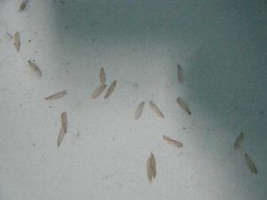 風呂場に落ちている羽