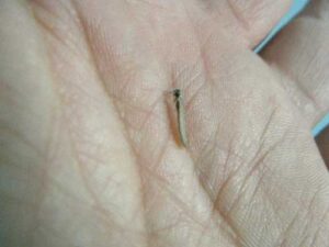 ヤマトシロアリの羽アリ