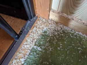 イエシロアリの羽アリ